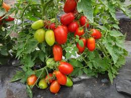 Във видеото ще видите интересен нов метод за засяване на вече покълналите семена на домати за разсад. Tajni Na Otglezhdaneto Na Domati Ot Specialist Firmeni Blogove 2021