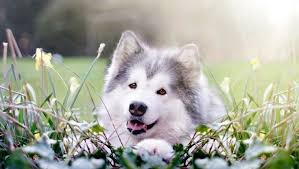 Image result for dogs in spring