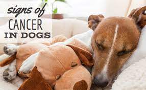 They may be caused by something other than bladder cancer, but it's important to have them checked out by a. What Are The Signs Of Cancer In Dogs Caninejournal Com