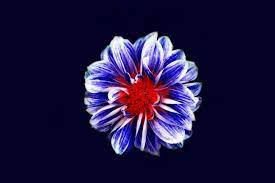 Get ftd® flower delivery today! Blue And Red Flower Digital Wallpaper Photo Free Flower Image On Unsplash