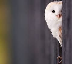 Untuk bisa membelinya anda harus menyiapkan uang sekitar rp 300.000 untuk harga burung hantu putih yang berukuran besar. Burung Hantu Putih Wallpaper Muat Turun Ke Telefon Bimbit Anda Dari Phoneky