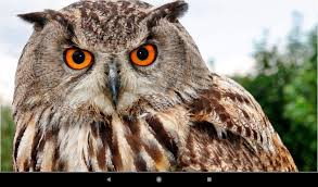 ★ shuffle all owl wallpaper backgrounds, or just your favorite owls background wallpapers. Beautiful Owl Backgrounds For Android Apk Download