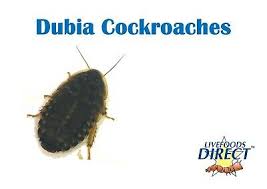 Dubia Cockroaches Roaches For Reptile Lizard Livefood