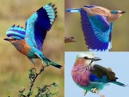 pictures of neelkanth bird patrika