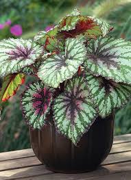 Best Foliage Plants For Containers