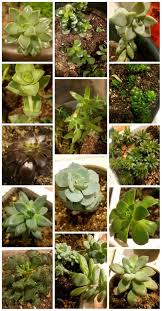 Succulent plant identification here is a small list, sorted by scientific names, which maybe help you identifying cacti and succulents. Succulent Identification Help