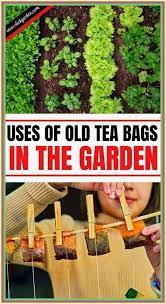 Tea Bags Vegetable Garden Design