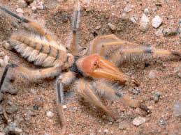 Turning famous for some of the most spectacular stretches of coastline in the world, southern europe is on every bucket list. Egyptian Giant Solpugid Camel Spider Animal Of The World Wiki Fandom