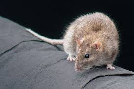 Naturally Deter Rats From Your Garden