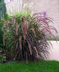 pennisetum setaceum rubrum purple