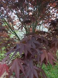 anese maple trees get rooted