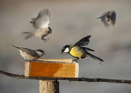 tips to attract birds to your yard in