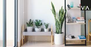 Las plantas son muy importantes en la decoración de interiores. Ideas Para Decorar Con Plantas Vanesa Ezquerra Arquitecto Passivhaus