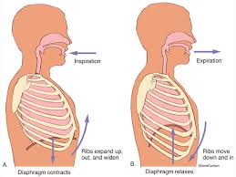 Has a large surface to absorb oxygen. Breathing Lungs Ribcage Diaphragm Carlson Stock Art