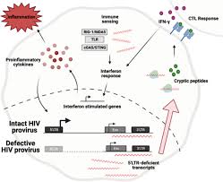 defective hiv 1 genomes and their