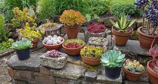 How To Grow Succulents Outdoors My