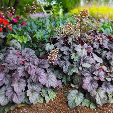14 beautiful dwarf shrubs for landscaping small since 1950 we have been providing a wide range of perennials, annuals, bulbs, shrubs, vines. Perennial Flowers Bloom Guide Costa Farms