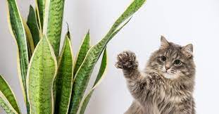 Are Snake Plants Toxic To Cats Find