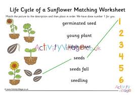 Leaves on the flower stem counting activity. Sunflower Life Cycle Matching Worksheet