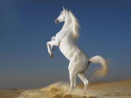 horse wallpaper images 69 pictures