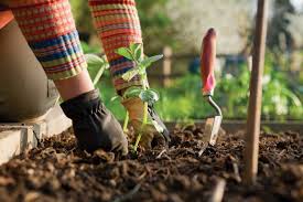 fall into gardening learn to grow and