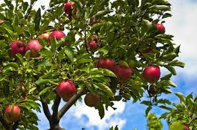 list of fruit bearing trees hunker