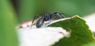 Ameisen können im garten oder auf wegen schnell zur plage werden. Was Hilft Gegen Ameisen Im Garten Wirksame Bekampfungsmethoden Vorgestellt