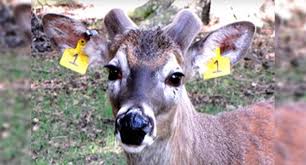 Watch These Two Bucks Antler Growth From Start To Finish