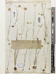 Juncus L. | Plants of the World Online | Kew Science