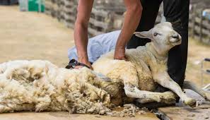 sheep shearing a brief history