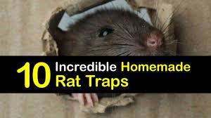 diy rat traps easy to make rat trap ideas