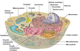 Click the animal cell coloring pages to view printable version or color it online (compatible with ipad and android tablets). Plant And Animal Cells Labeled Graphics