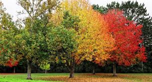 Which Plants Are Best For Autumn Colour