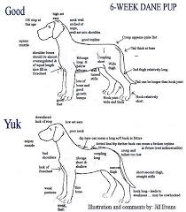 Great Dane Dog Breed Information Dane Puppies Great Dane