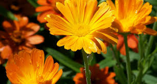 27 types of orange flowers proflowers