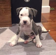 Healthy & potty trained pitbull puppies ready. What Is The Average Weight For A 13 Week Old Pitbull Blurtit