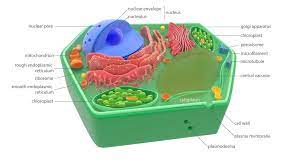 While both animal and plant cells have a soft, flexible membrane, the membranes of most plant cells are covered by stiff, angular cell walls. Cells And The Versatile Functions Of Their Parts National Geographic Society
