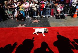 hotly aned hollywood red carpets