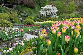 upon tulips at the butchart gardens