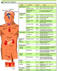 Endocrine System Chart On Meducation