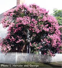 Crapemyrtle Crape Myrtle Tree On The Tree Guide At