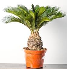 On the other hand the foxtail palm grows much faster. How To Grow Sago Palm Complete Growing Guide