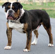 7 acre kennels olde english bulldogges