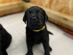 Adopt twyla a black labrador retriever / mixed dog in minot, nd (29417346). Ohwrn5mbdp9nbm
