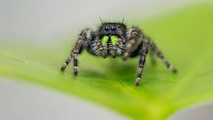 bold jumping spiders can literally go
