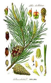Pine Wikipedia