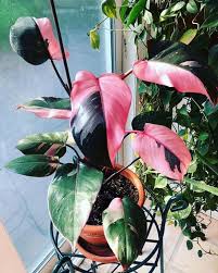 Find many great new & used options and get the best deals for philodendron congo variegated at the best online prices at ebay! Pink Princess Philodendron 11 Critical Problems Fixes Houseplant Care Tips