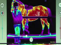 Image result for horse digitherm