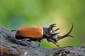 the five horned rhinoceros beetle