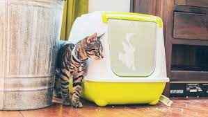 You Re Setting Up Your Litter Box All